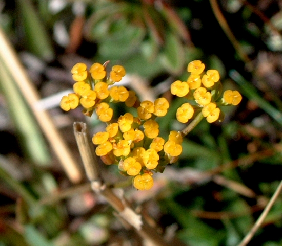 Bupleurum falcatum / Bupleuro falcato